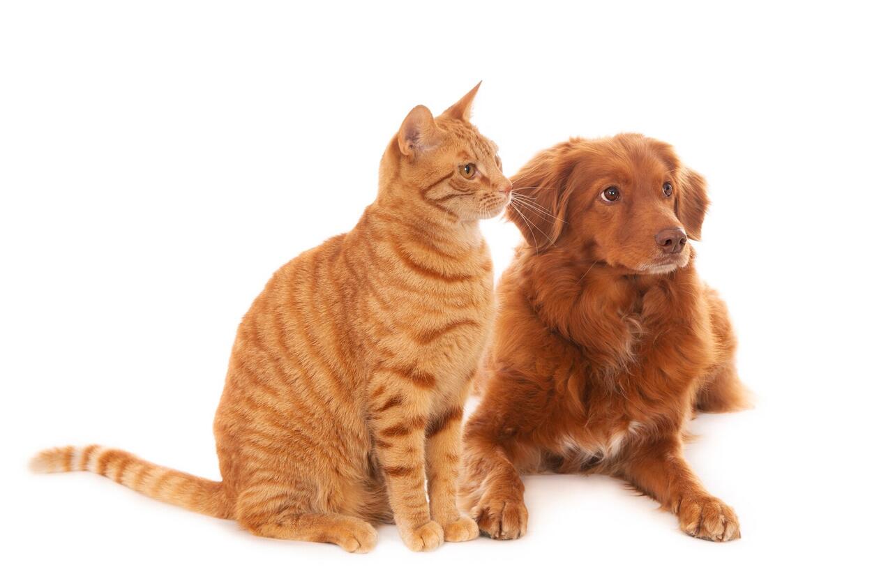 foto-isolada-de-um-cachorro-retriever-e-um-gato-ruivo-em-frente-a-uma-superficie-branca-olhando-para-a-direita_181624-43528